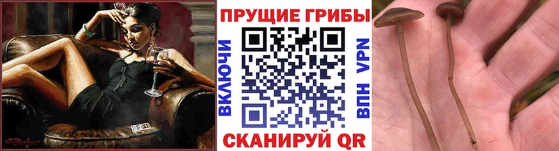 продажа наркотиков  Воткинск  Галлюциногенные грибы MAGIC MUSHROOMS 
